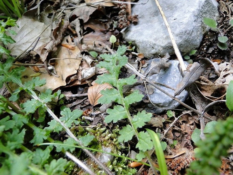 Pedicularis acaulis Scop. / Pedicolare primaticcia